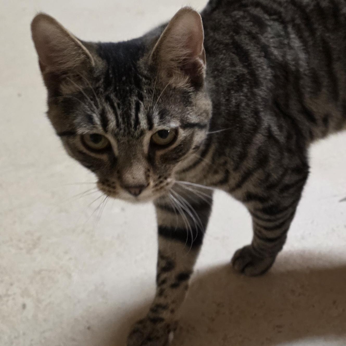 Jack, ADOPTABLE, Young Male Domestic Short Hair.