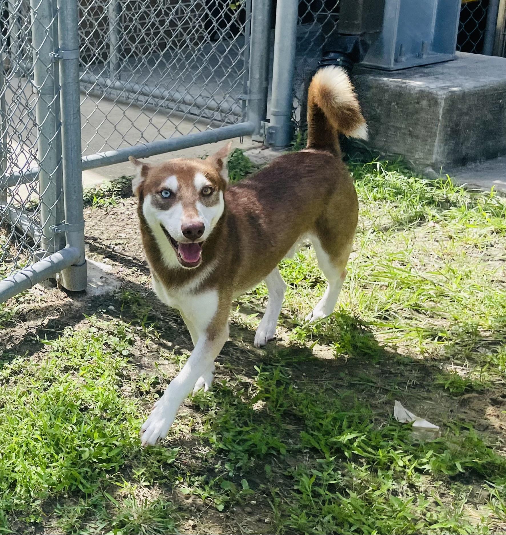 Stelios, a ADOPTABLE mixed breed in Seabrook, TX image 2/6