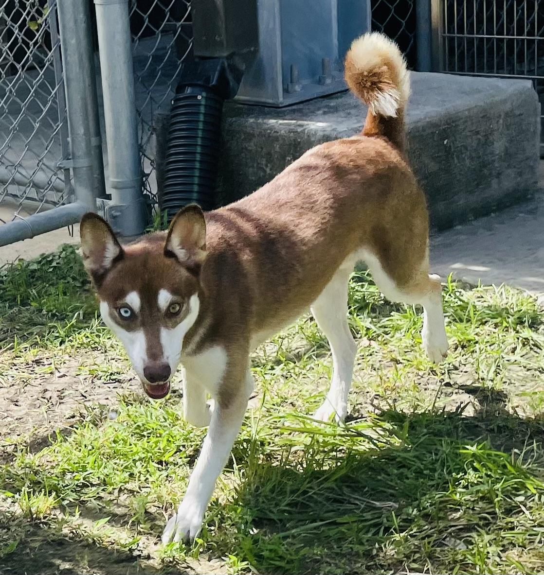 Stelios, a ADOPTABLE mixed breed in Seabrook, TX image 4/6