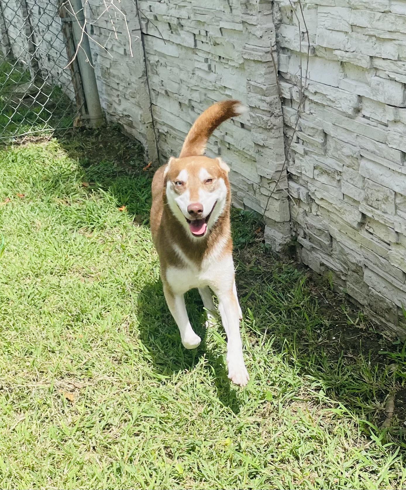 Stelios, a ADOPTABLE mixed breed in Seabrook, TX image 6/6