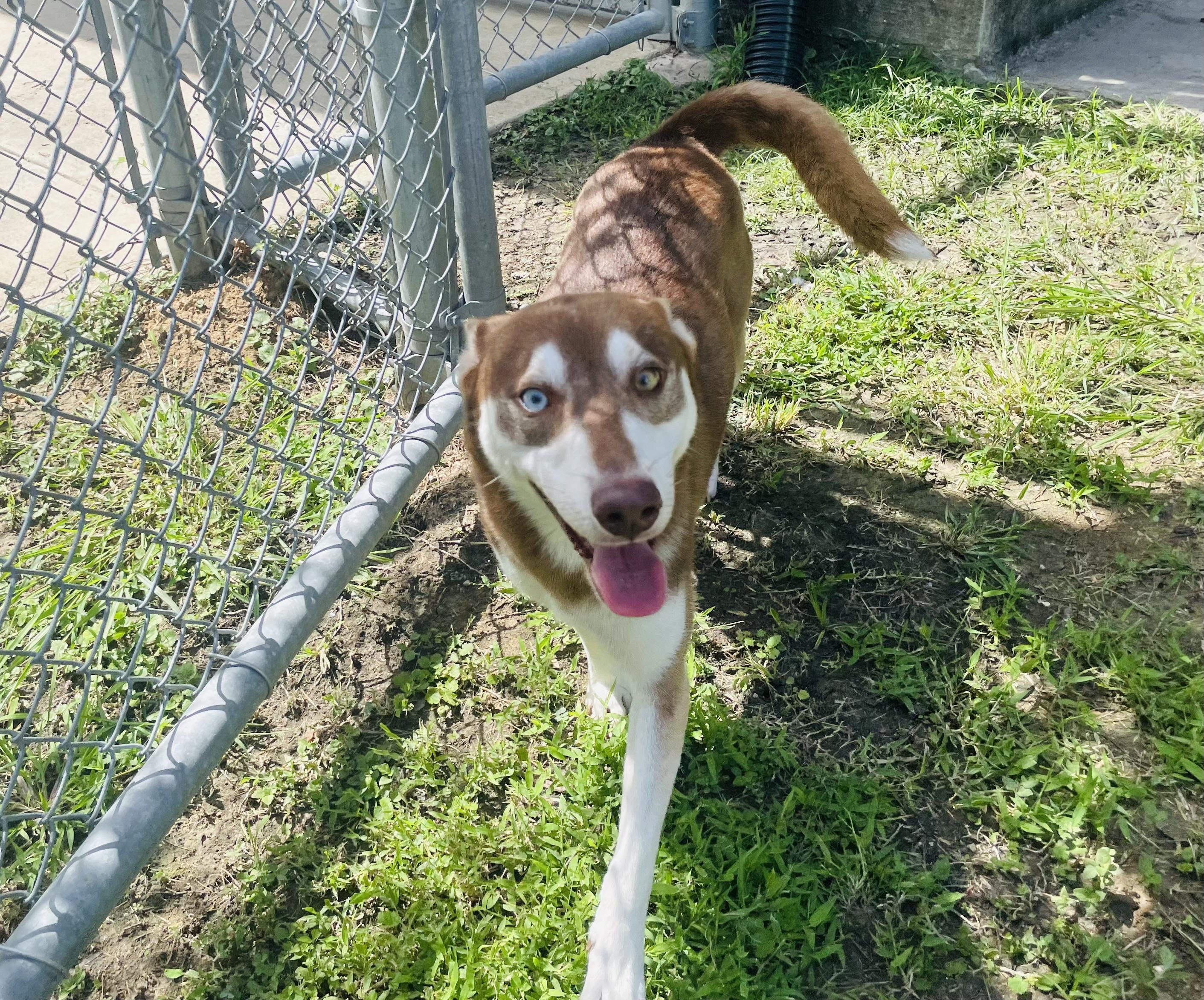 Stelios, a ADOPTABLE mixed breed in Seabrook, TX image 3/6