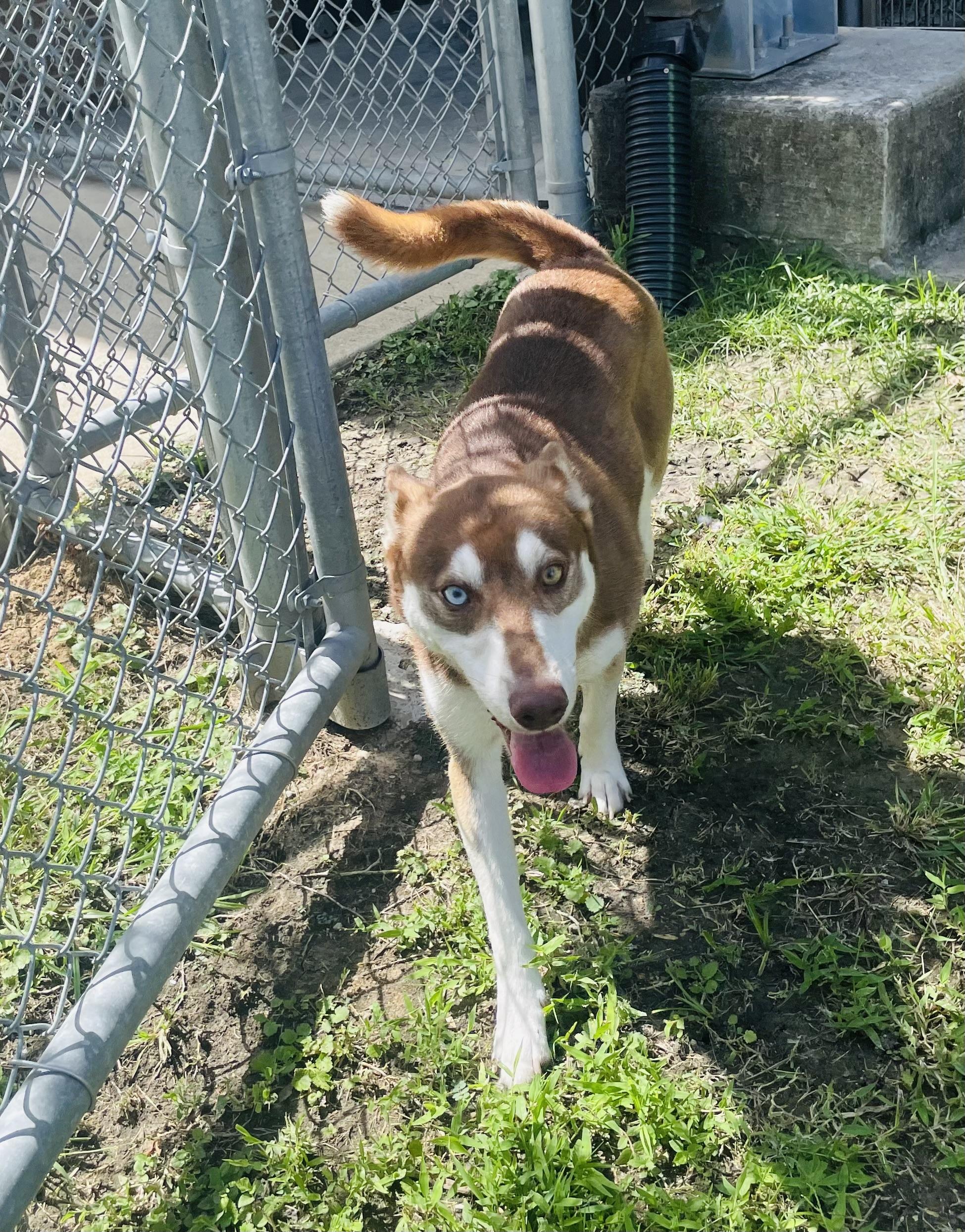 Stelios, a ADOPTABLE mixed breed in Seabrook, TX image 5/6