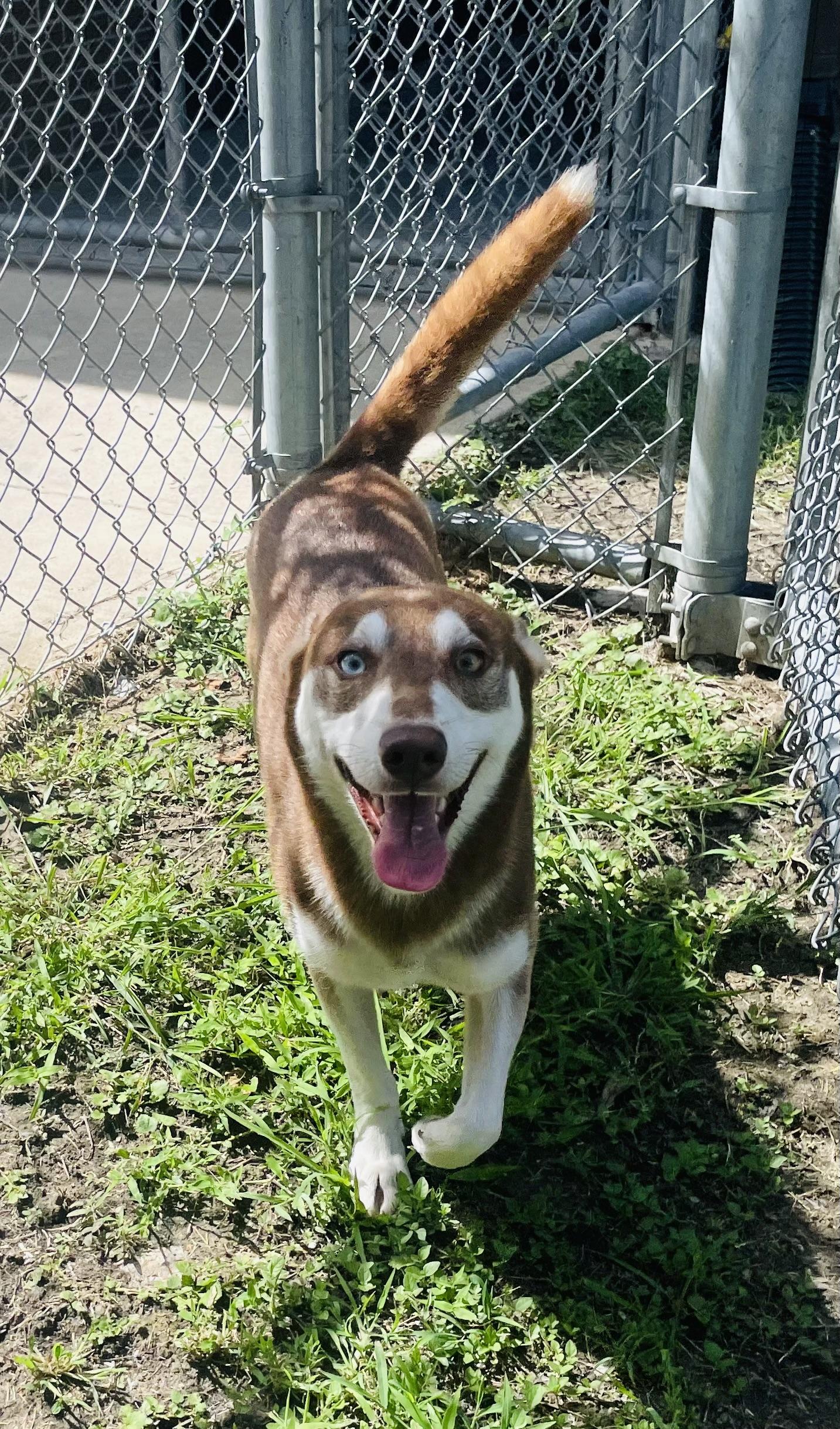 Stelios, ADOPTABLE, Adult Male Siberian Husky & Australian Shepherd.