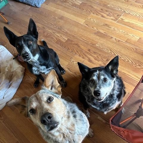 Enlarge Dallas, a Adoptable mixed breed in Scottsdale, AZ image 2/3