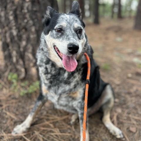 Enlarge Dallas, a Adoptable mixed breed in Scottsdale, AZ image 1/3