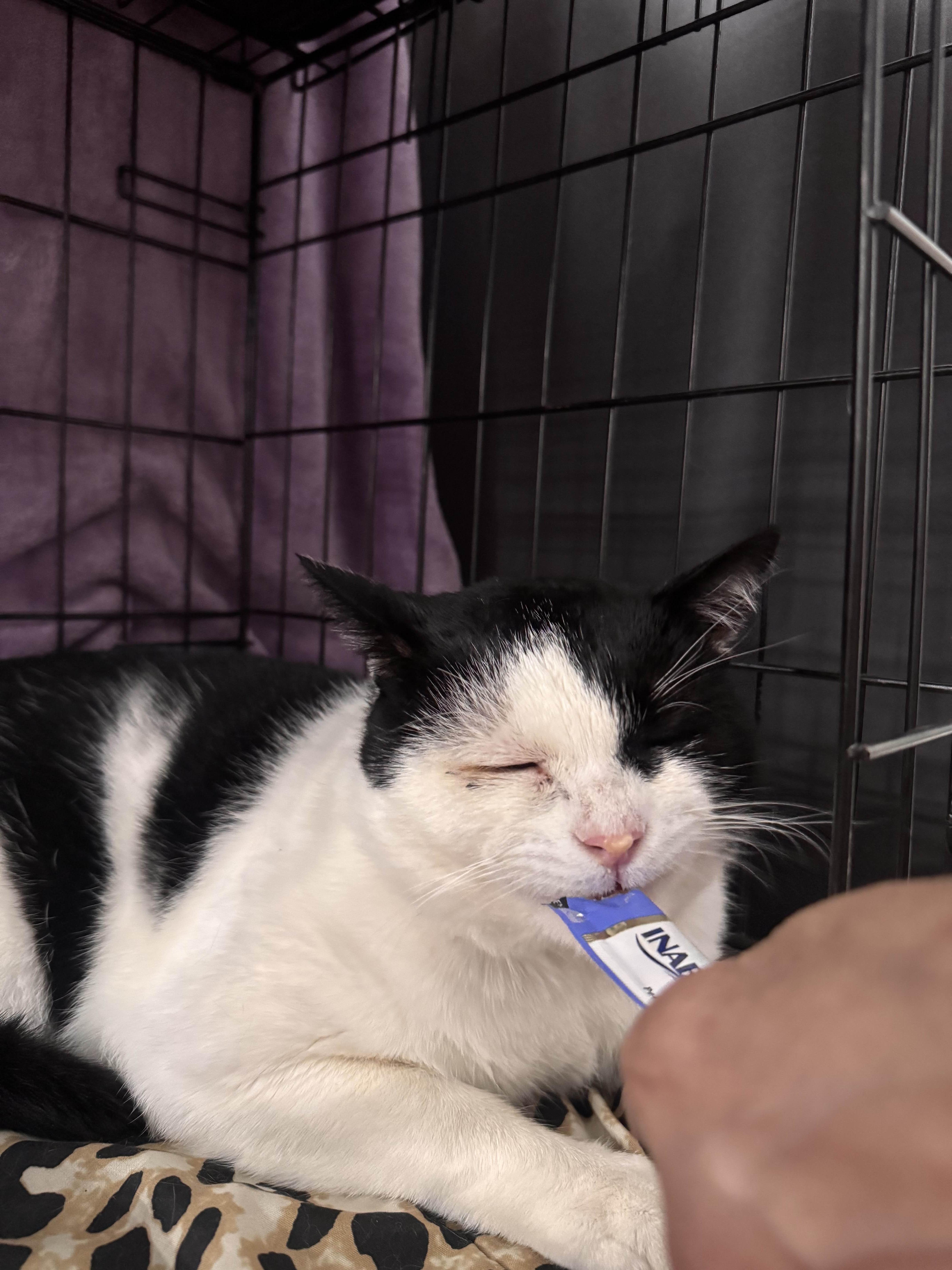 Enlarge Jack, a Adoptable American Shorthair in Weehawken, NJ image 4/6