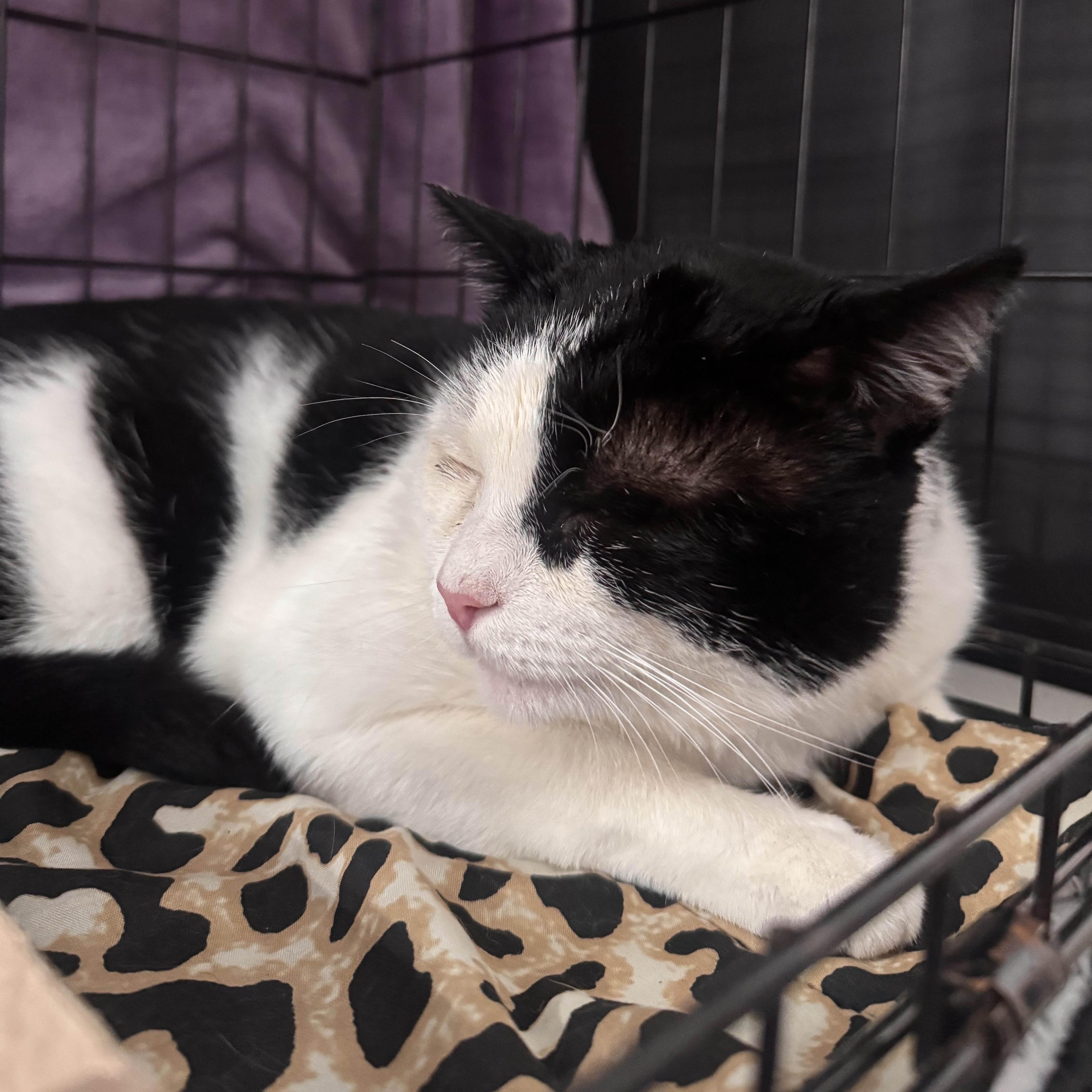 Enlarge Jack, a Adoptable American Shorthair in Weehawken, NJ image 1/6