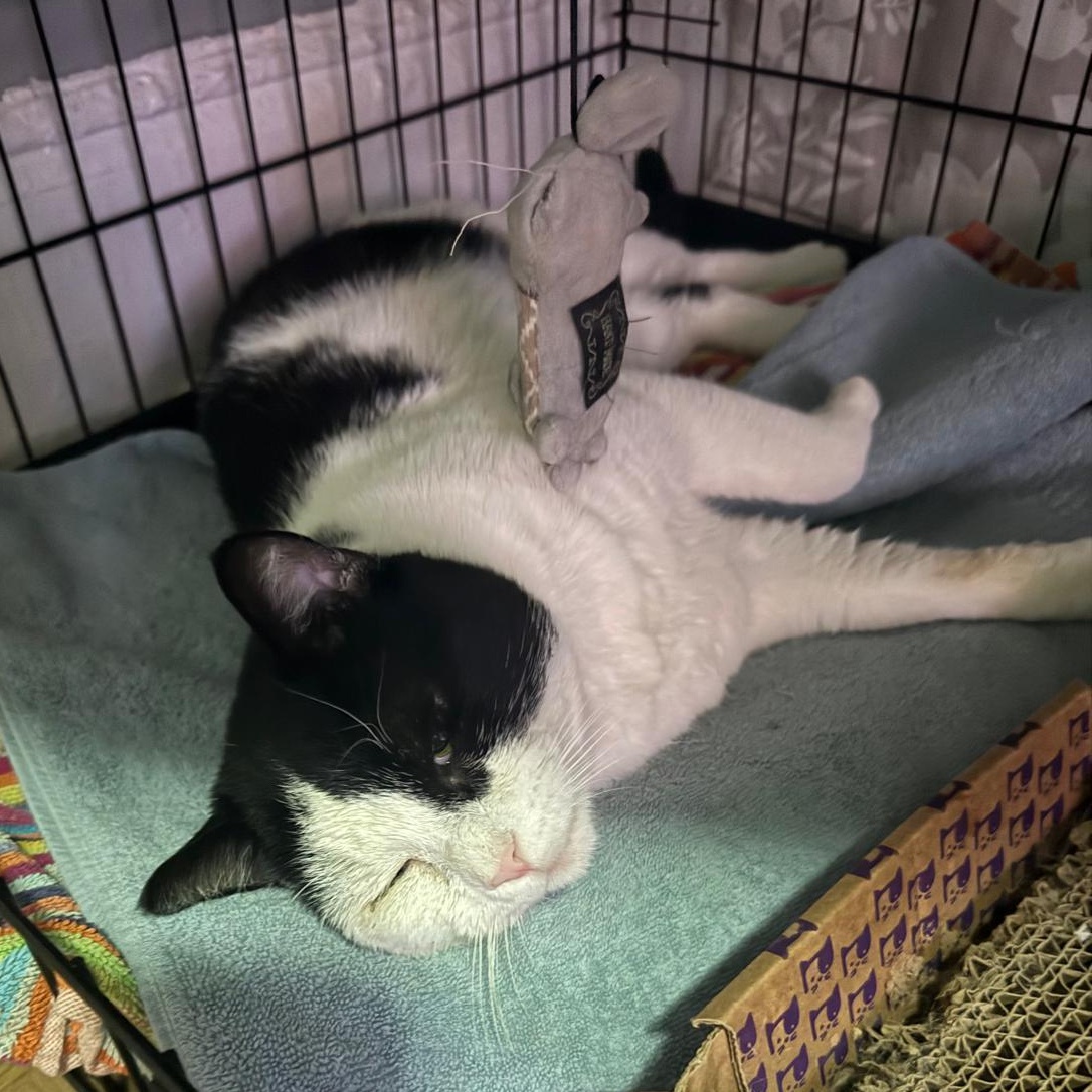 Jack, Adoptable, Adult Male American Shorthair.