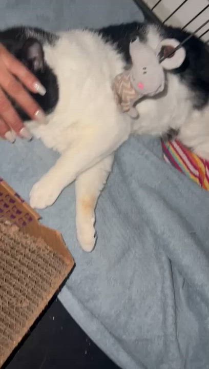 Enlarge Jack, a Adoptable American Shorthair in Weehawken, NJ video 2/5