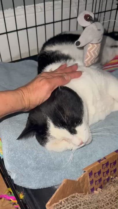 Enlarge Jack, a Adoptable American Shorthair in Weehawken, NJ video 3/5