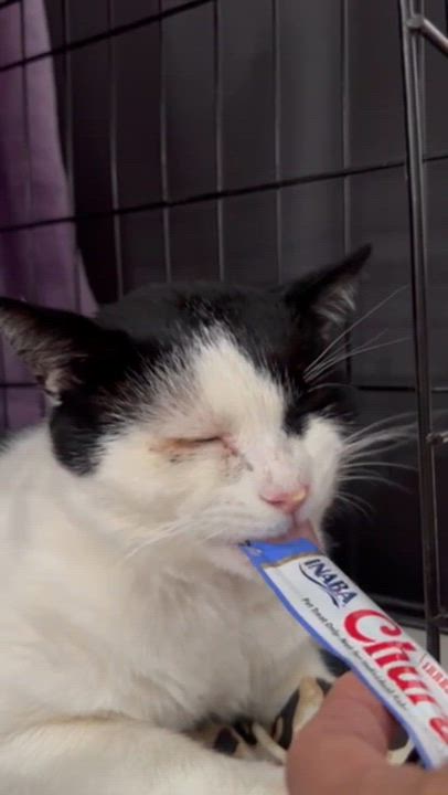 Enlarge Jack, a Adoptable American Shorthair in Weehawken, NJ video 5/6