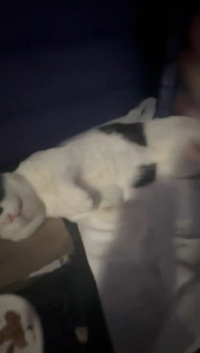 Enlarge Jack, a Adoptable American Shorthair in Weehawken, NJ video 4/5