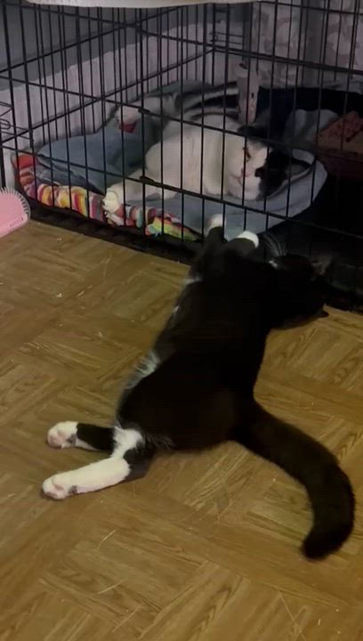 Enlarge Jack, a Adoptable American Shorthair in Weehawken, NJ video 5/5