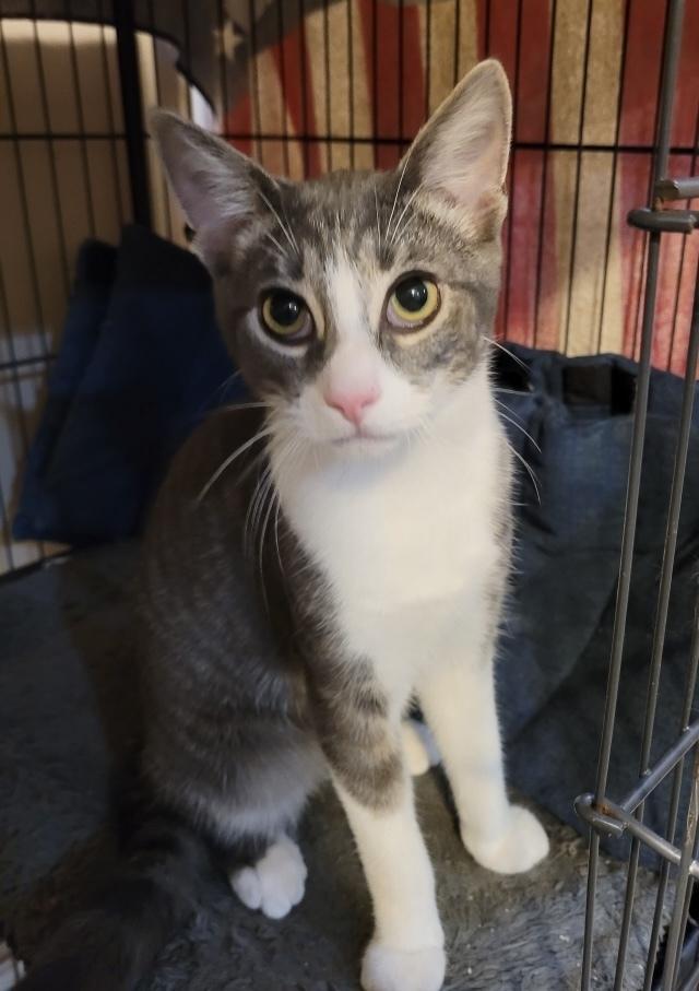 Enlarge Mex, a Adoptable Domestic Short Hair in Loveland, OH image 1/2