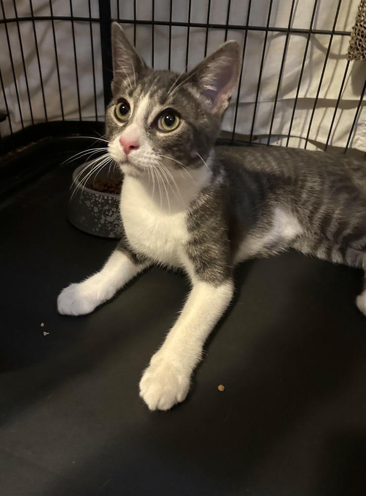 Enlarge Mex, a Adoptable Domestic Short Hair in Loveland, OH image 2/2