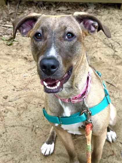 Rhodesian Ridgebacks for Adoption in Millsboro, Delaware | Petfinder
