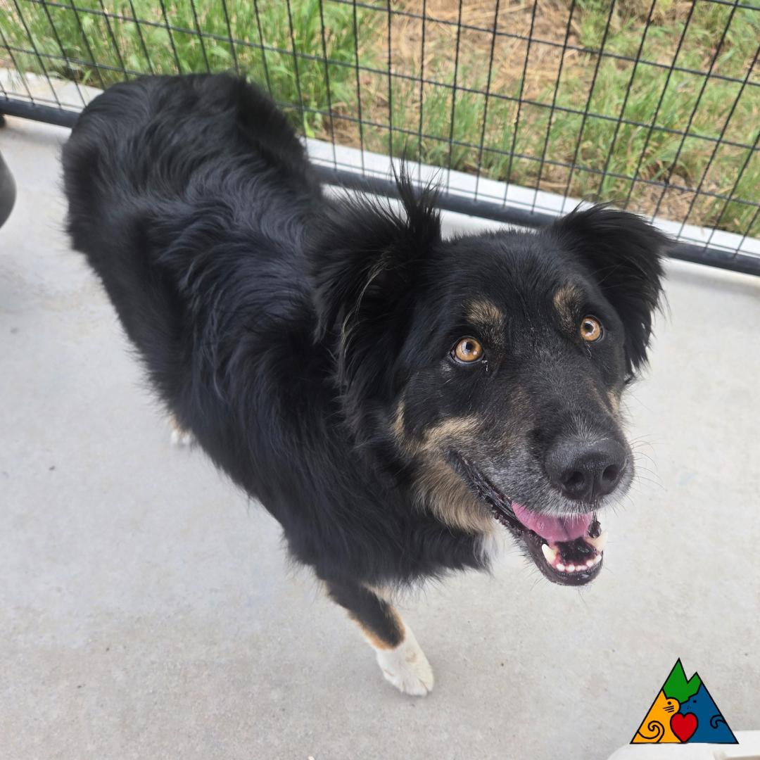 Bosco, an adoptable Australian Shepherd, Shepherd in Douglas, WY, 82633 | Photo Image 2