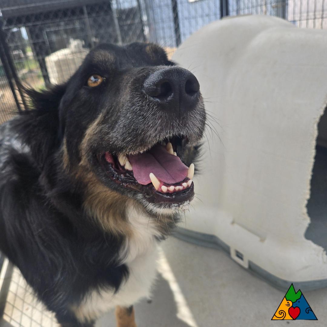 Bosco, an adoptable Australian Shepherd, Shepherd in Douglas, WY, 82633 | Photo Image 1