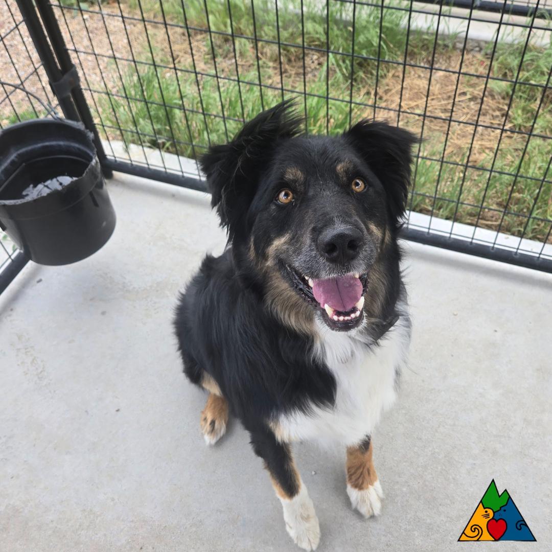 Bosco, an adoptable Australian Shepherd, Shepherd in Douglas, WY, 82633 | Photo Image 3