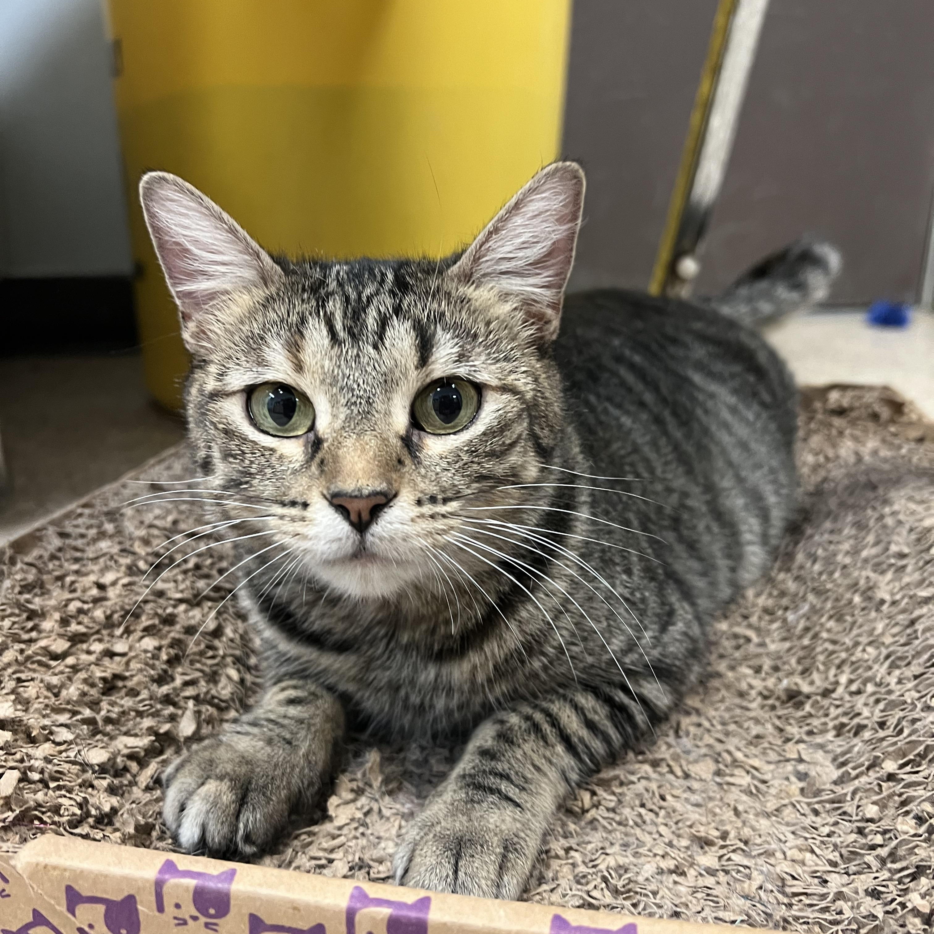 Enlarge Frostine, a ADOPTABLE Domestic Short Hair in Fairmont, MN image 4/5