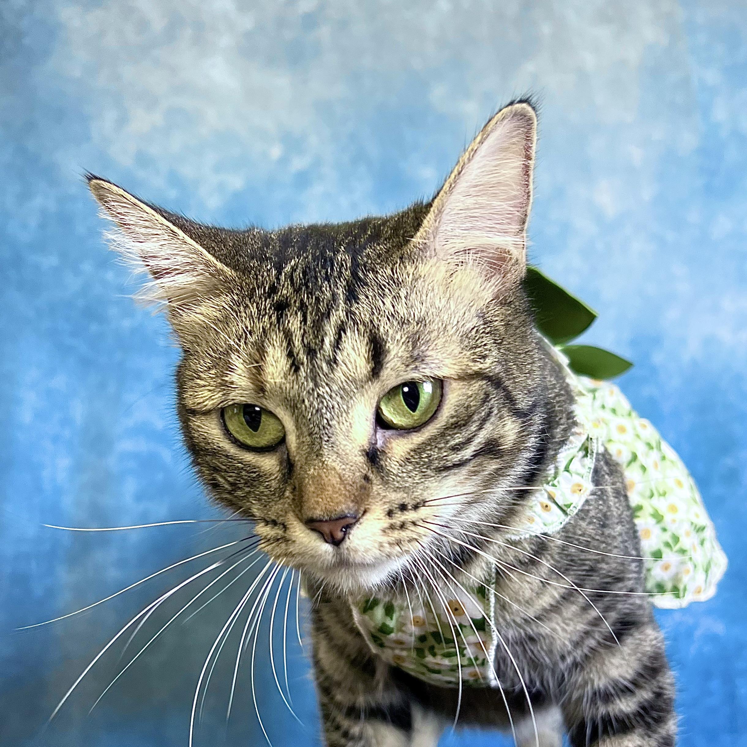 Enlarge Frostine, a ADOPTABLE Domestic Short Hair in Fairmont, MN image 3/6