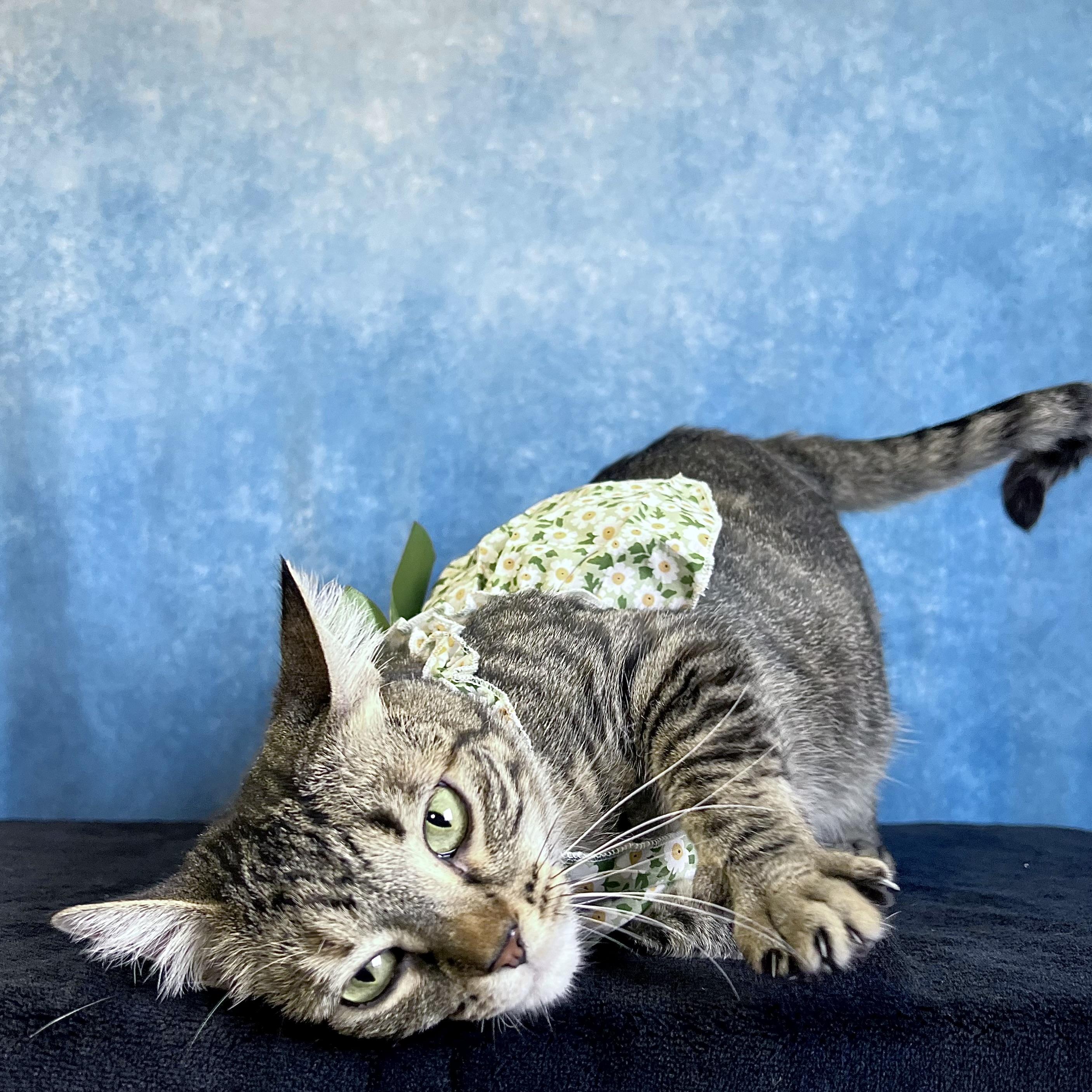 Frostine, ADOPTABLE, Young Female Domestic Short Hair.