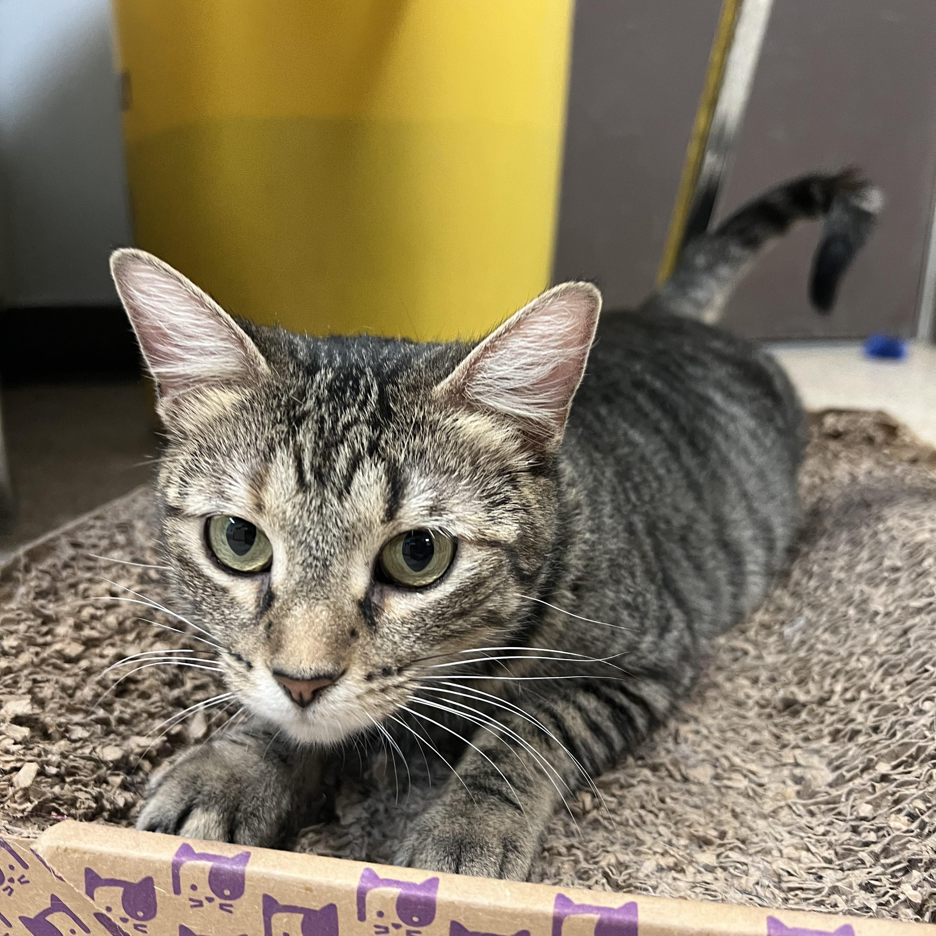 Enlarge Frostine, a ADOPTABLE Domestic Short Hair in Fairmont, MN image 5/5