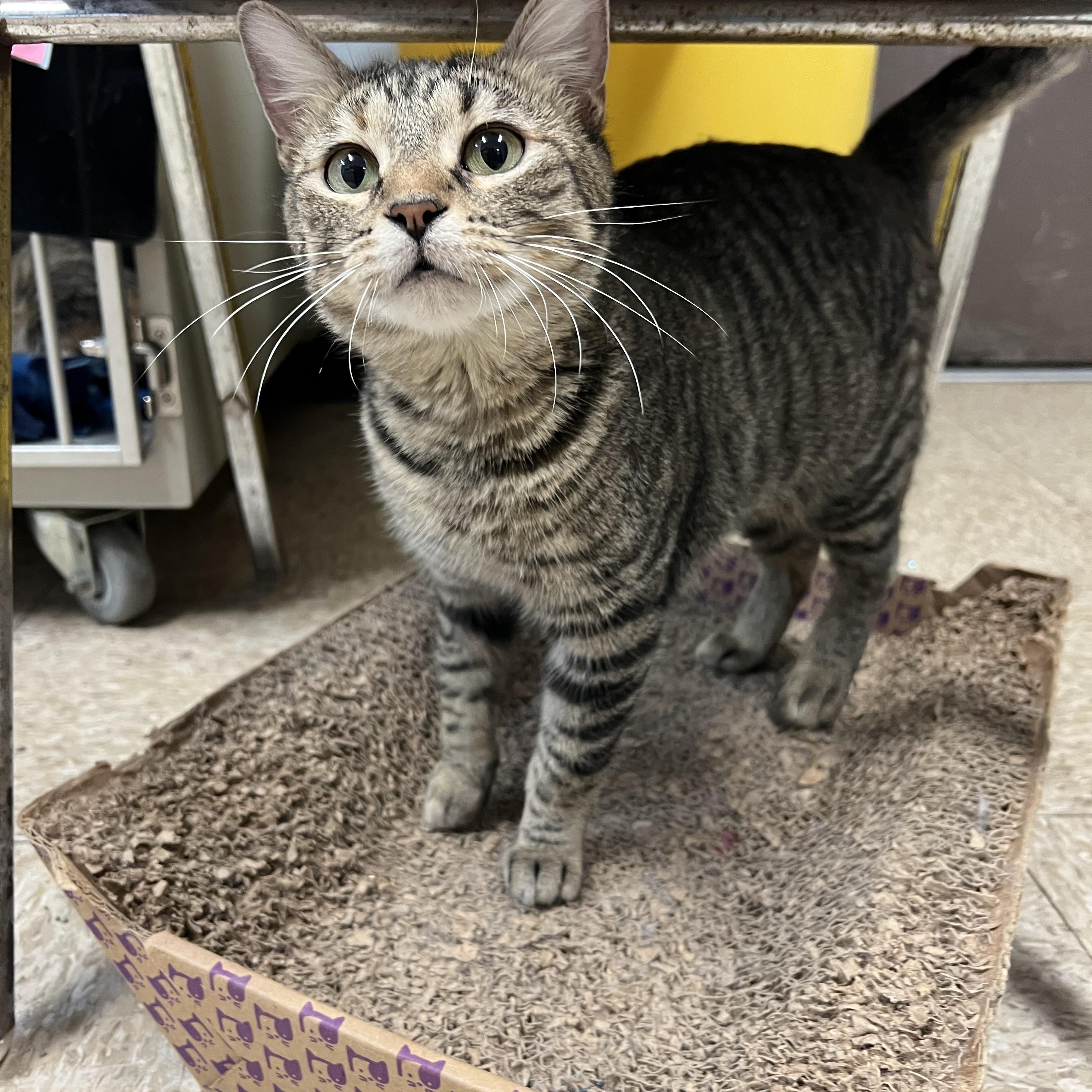 Enlarge Frostine, a ADOPTABLE Domestic Short Hair in Fairmont, MN image 2/5