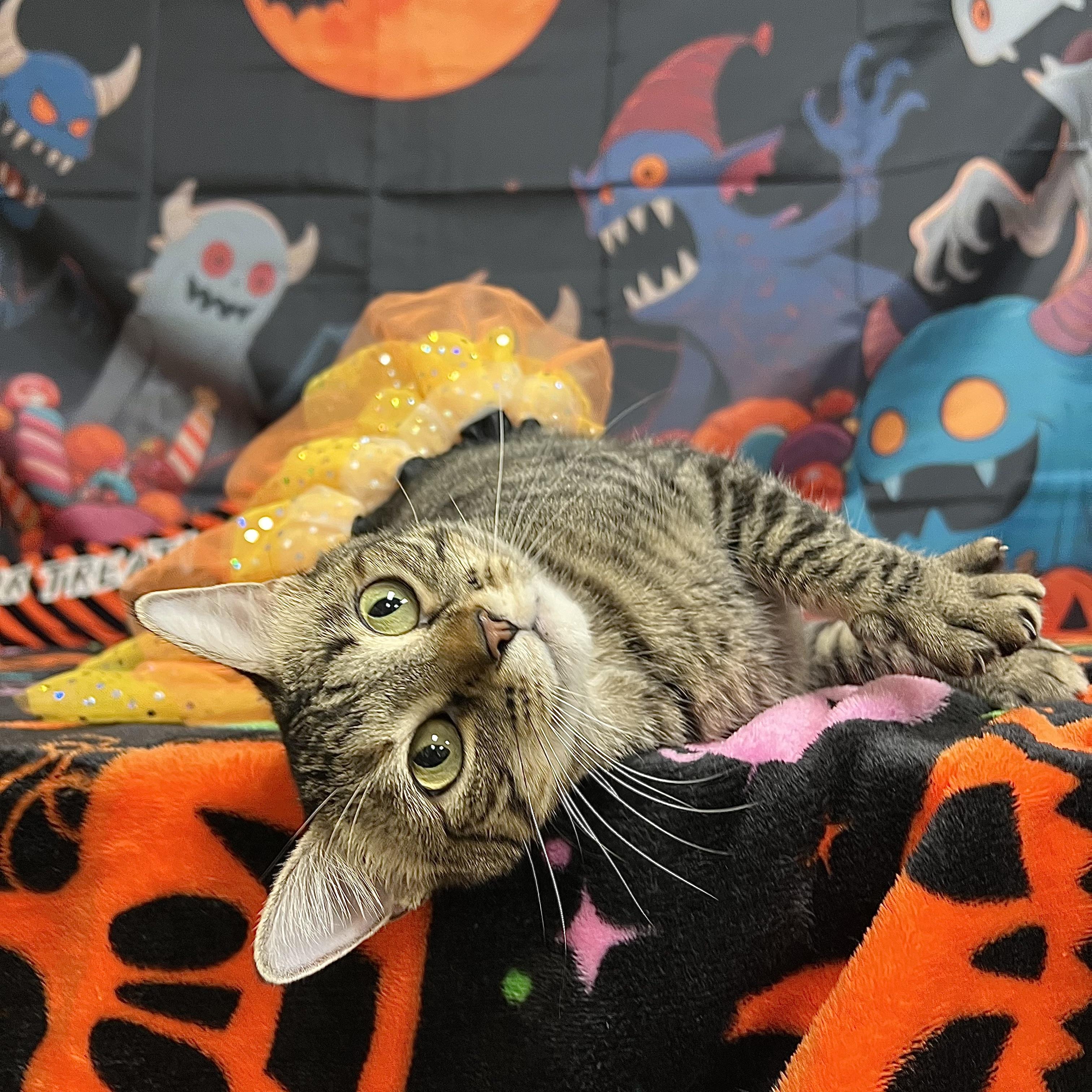 Enlarge Frostine, a Adoptable Domestic Short Hair in Fairmont, MN image 2/6