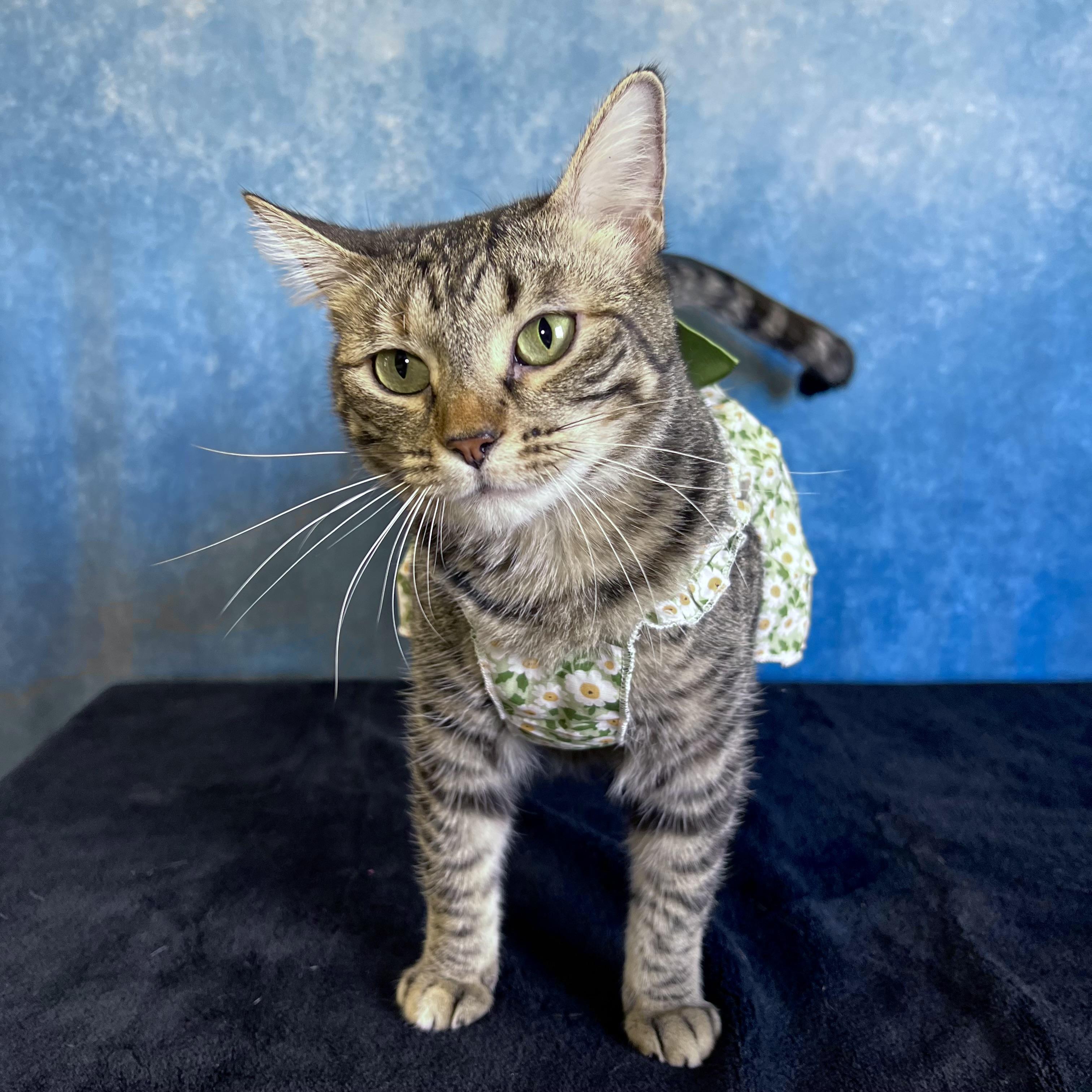 Enlarge Frostine, a ADOPTABLE Domestic Short Hair in Fairmont, MN image 4/6