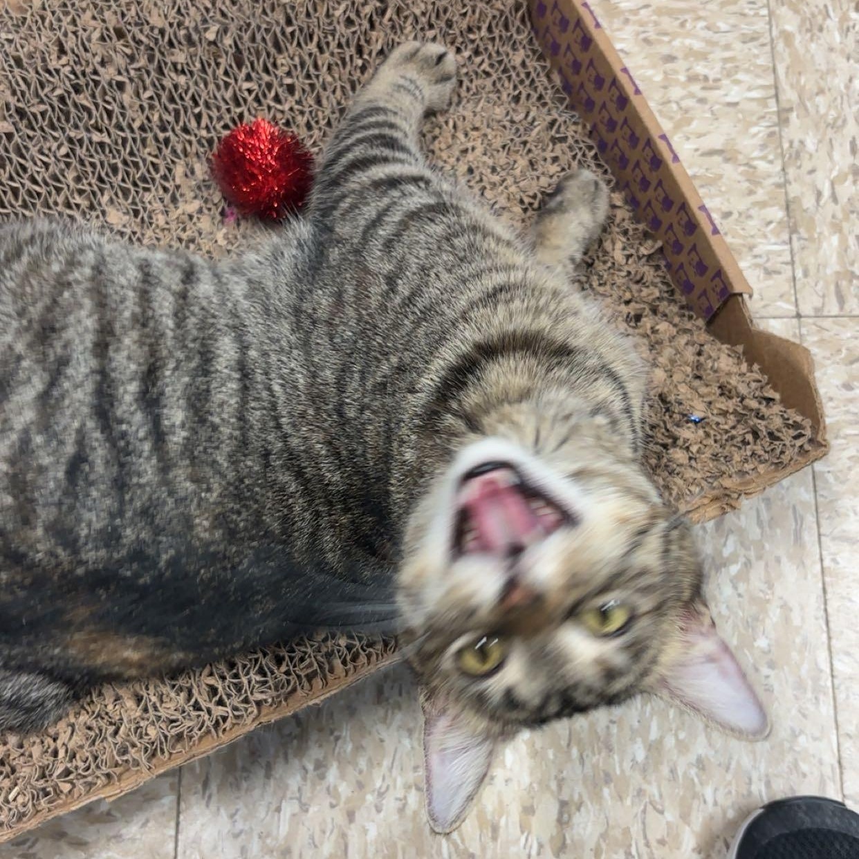 Enlarge Frostine, a ADOPTABLE Domestic Short Hair in Fairmont, MN image 3/5