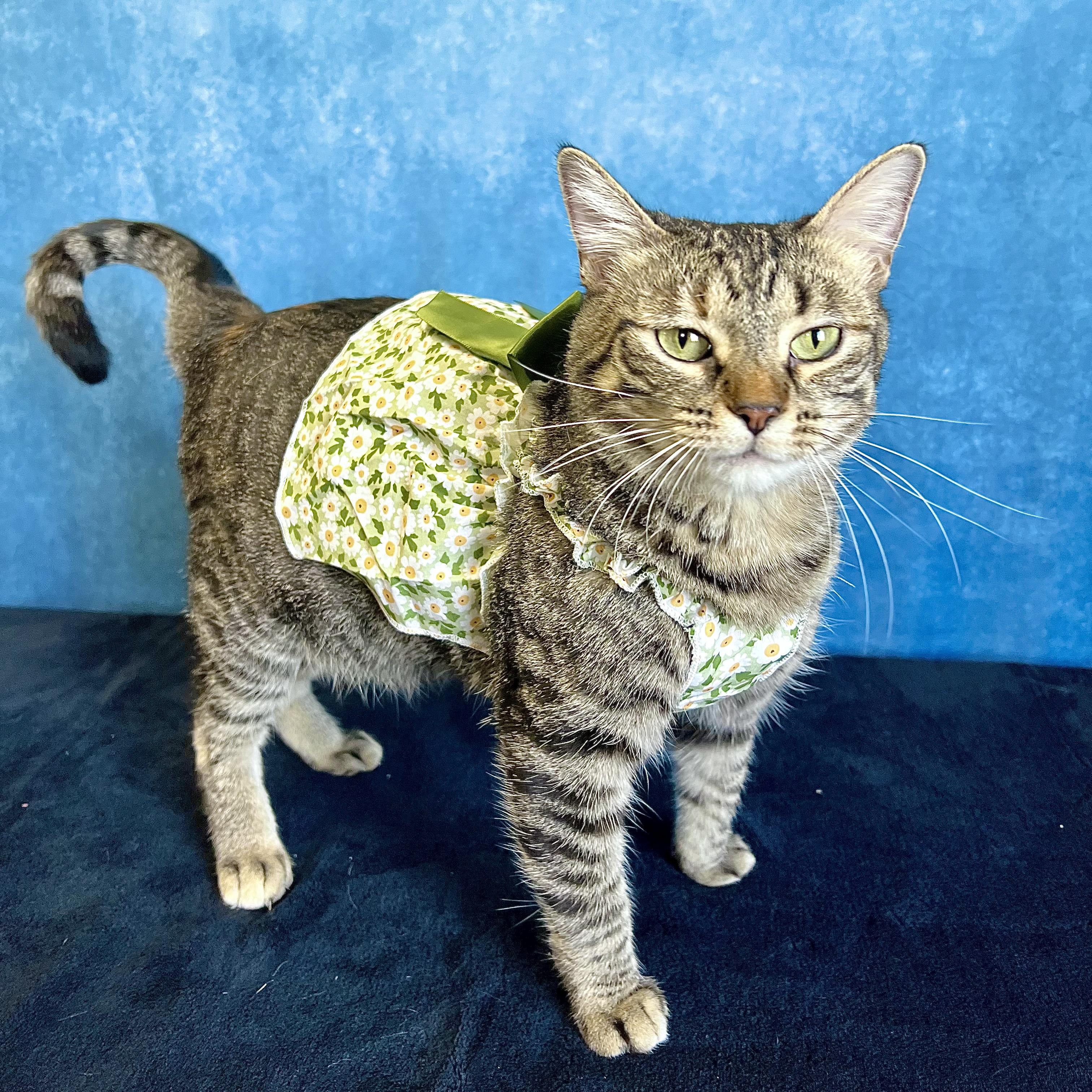 Enlarge Frostine, a ADOPTABLE Domestic Short Hair in Fairmont, MN image 2/6