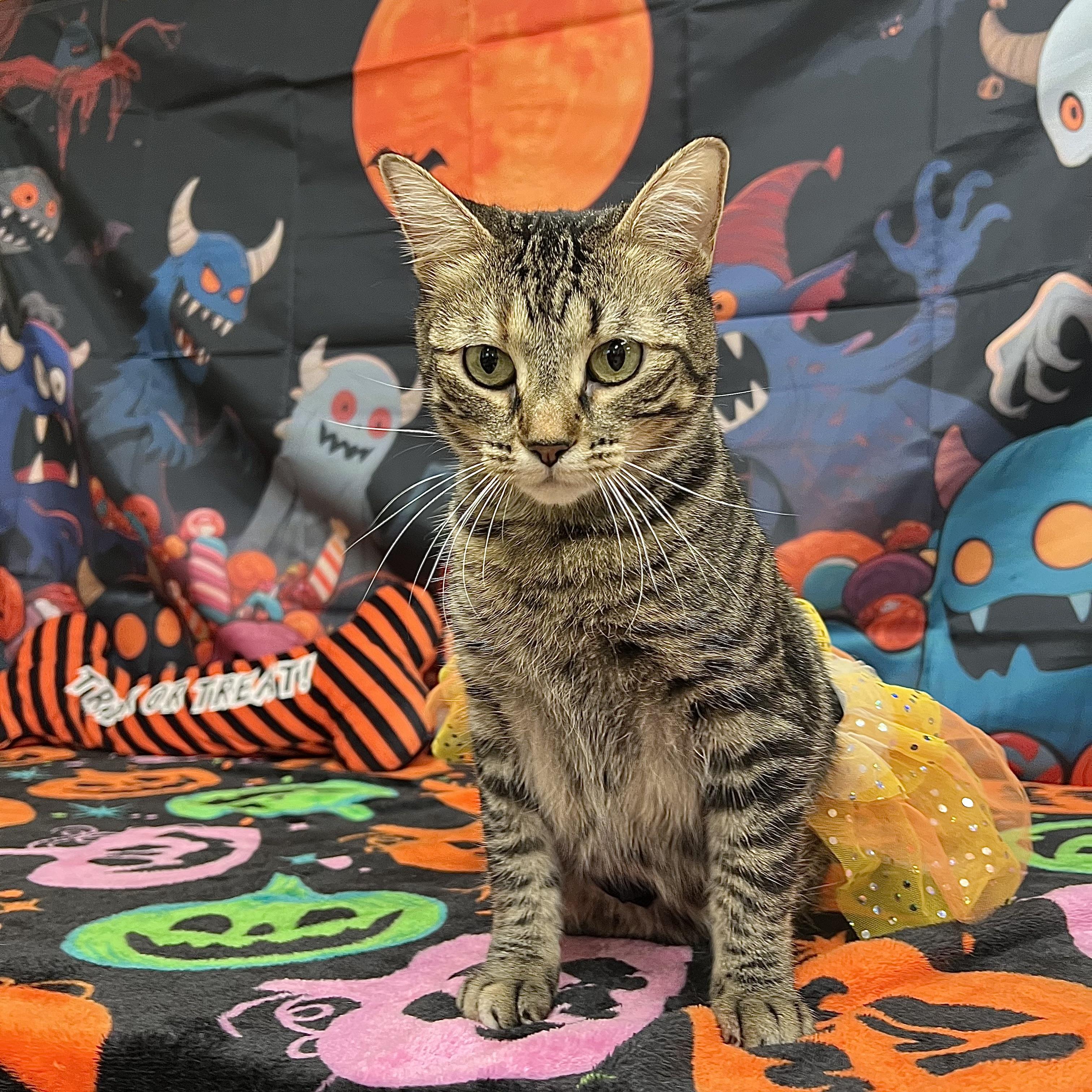 Enlarge Frostine, a Adoptable Domestic Short Hair in Fairmont, MN image 3/6