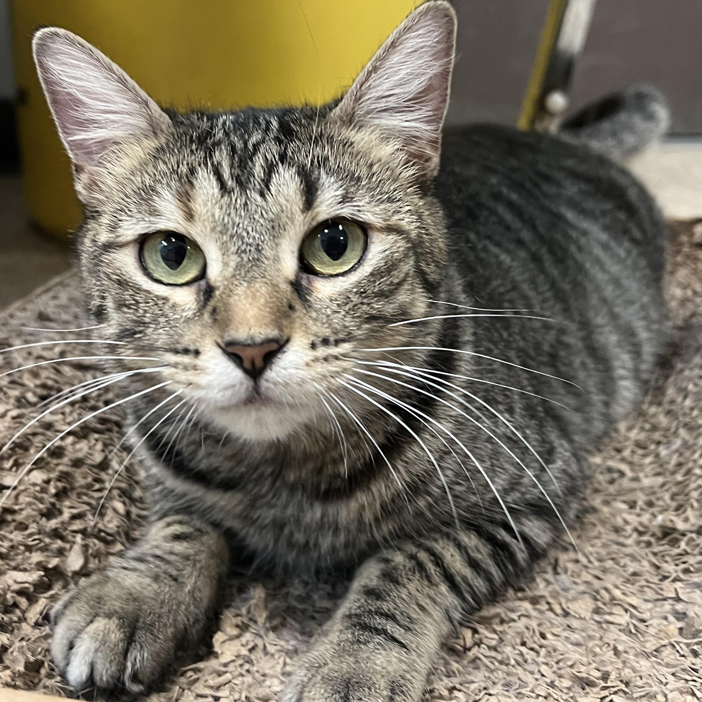 Frostine, ADOPTABLE, Adult Female Domestic Short Hair.