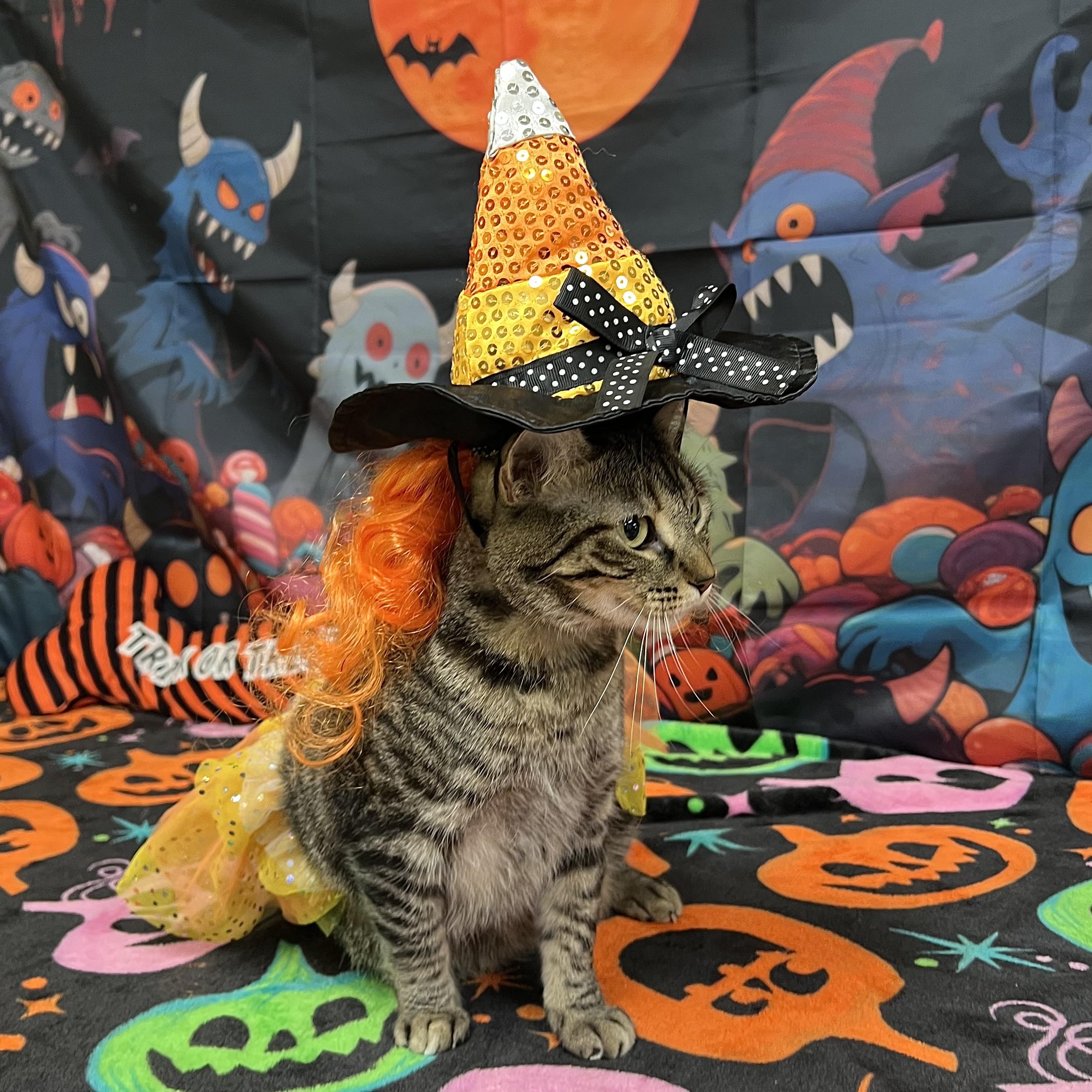 Enlarge Frostine, a Adoptable Domestic Short Hair in Fairmont, MN image 1/6
