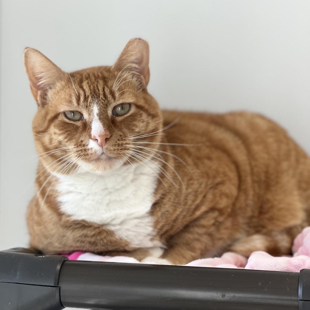 Garfield, Adoptable, Adult Male Domestic Short Hair.