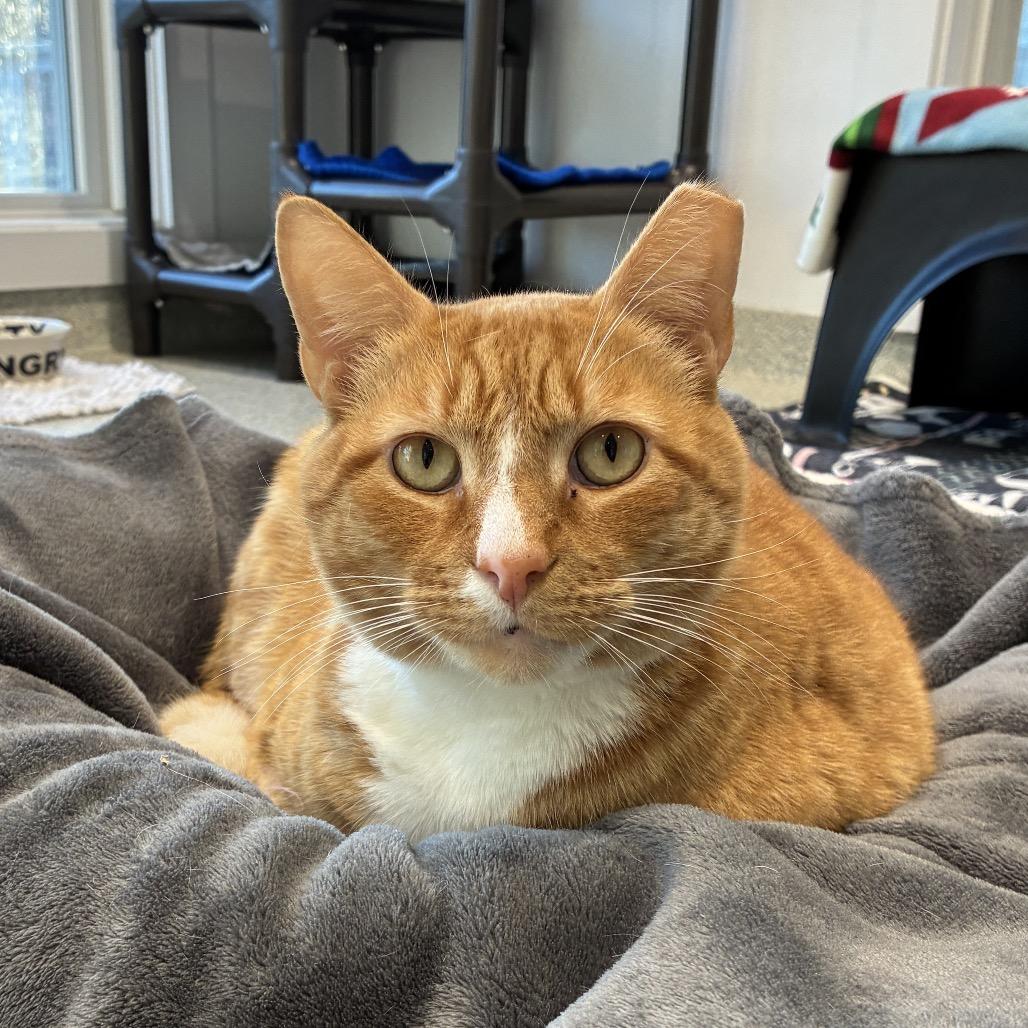 Enlarge Garfield, a Adoptable Domestic Short Hair in East Hampton, NY image 2/5