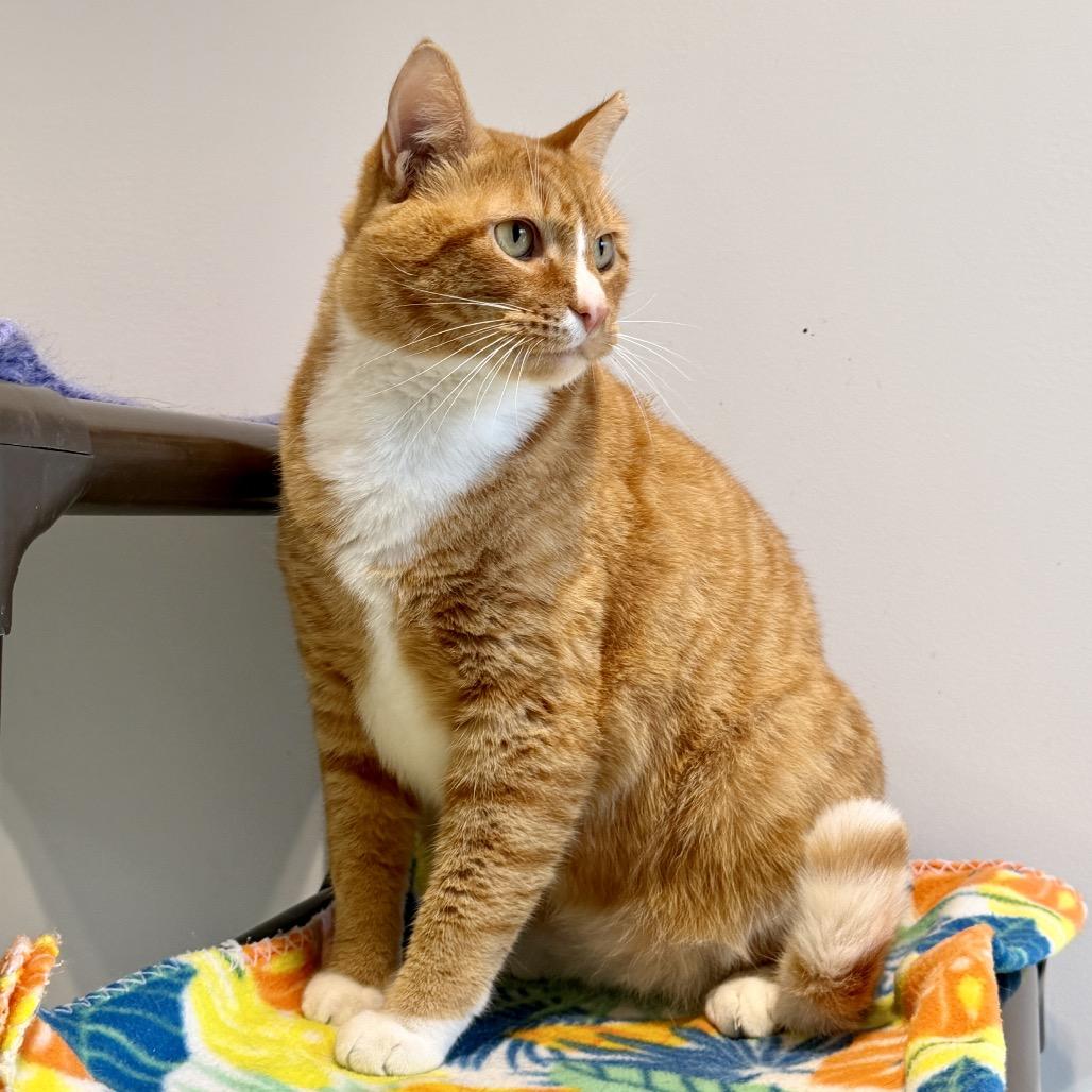 Enlarge Garfield, a Adoptable Domestic Short Hair in East Hampton, NY image 3/5