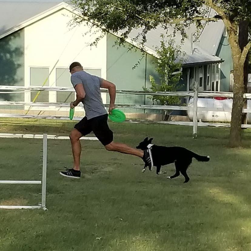 Enlarge Sassy, a Adoptable Border Collie in The Woodlands, TX image 3/6