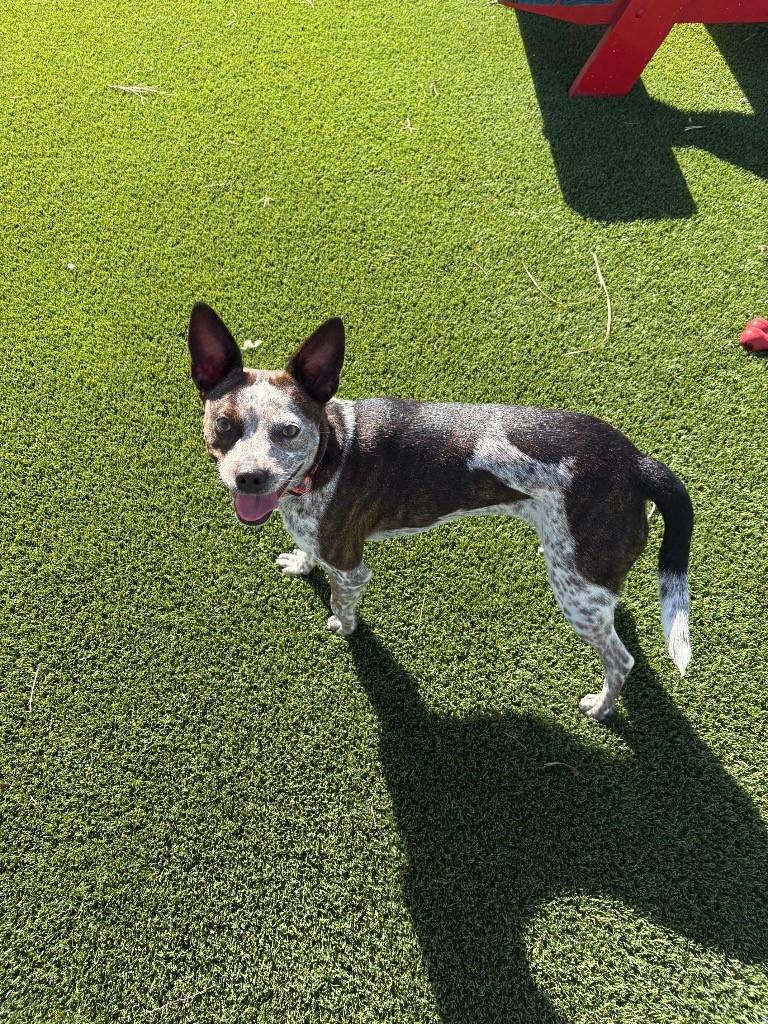 Enlarge Rosy, a ADOPTABLE mixed breed in Boca Raton, FL image 1/1