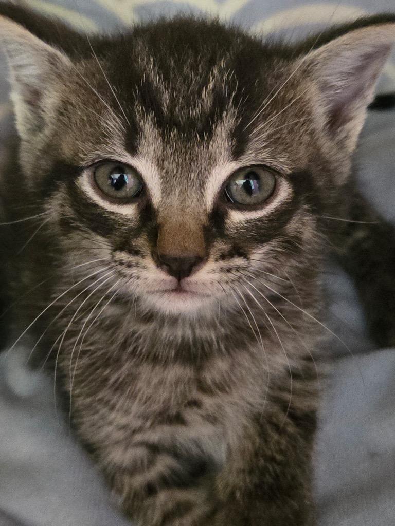 Deigo, Adopted, Kitten Male Domestic Short Hair.