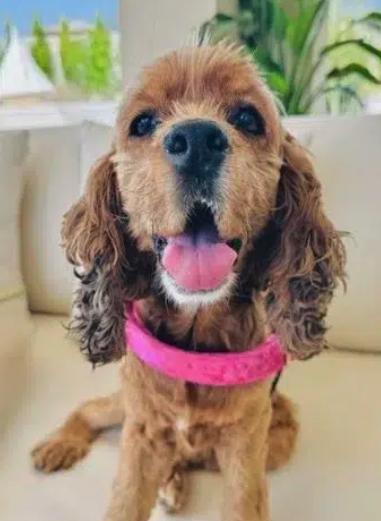 Enlarge Libby, a ADOPTABLE Cocker Spaniel in Sherman Oaks, CA image 3/6