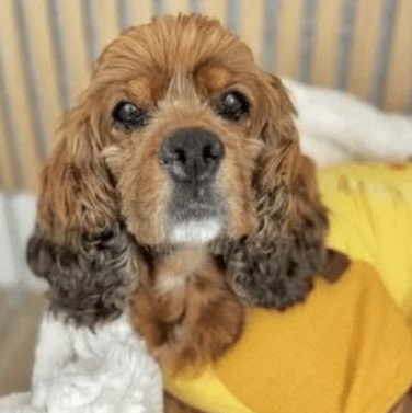 Enlarge Libby, a ADOPTABLE Cocker Spaniel in Sherman Oaks, CA image 1/6