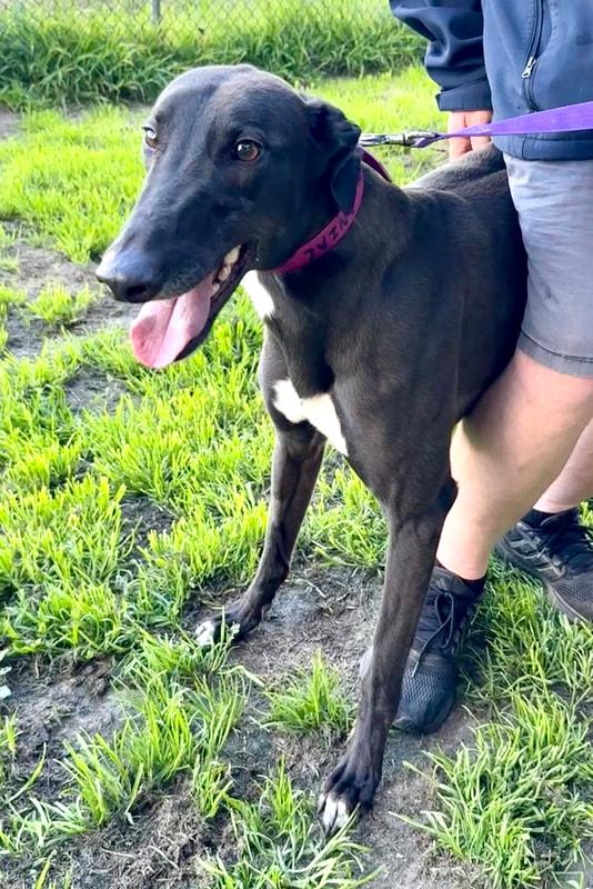 Enlarge Anzac, a Adopted Greyhound in New Boston, MI image 1/1