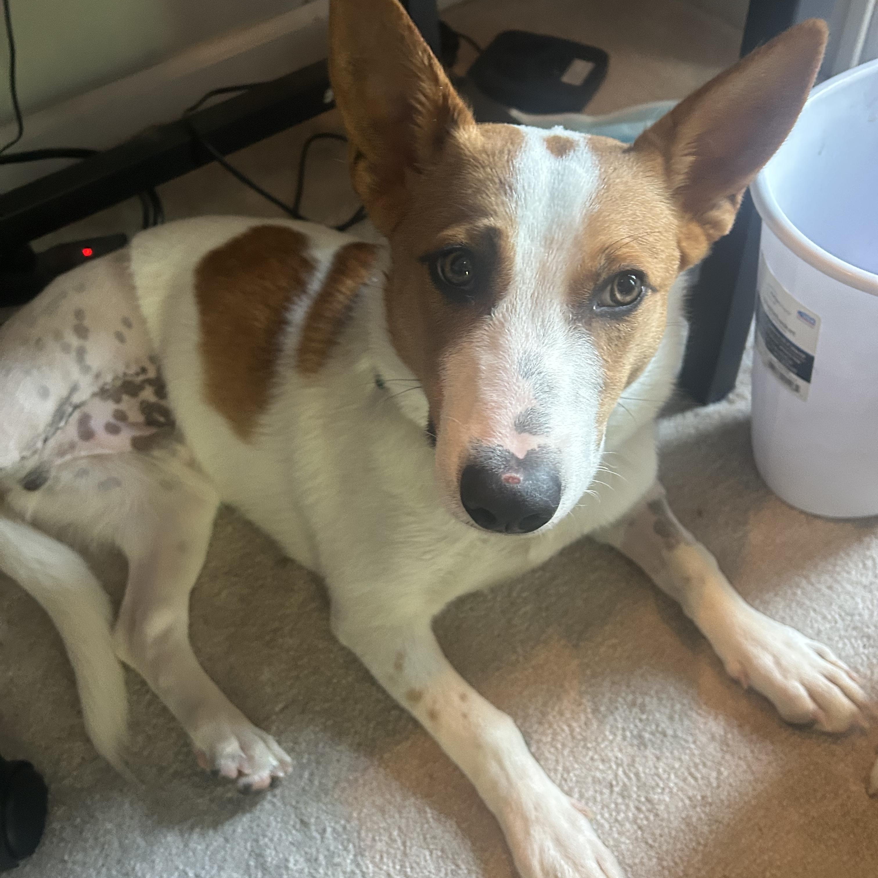 Enlarge Evan, a Adopted mixed breed in Grafton, OH image 4/5