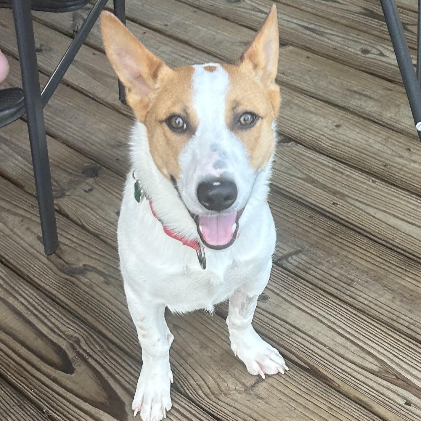 Enlarge Evan, a Adopted mixed breed in Grafton, OH image 5/5