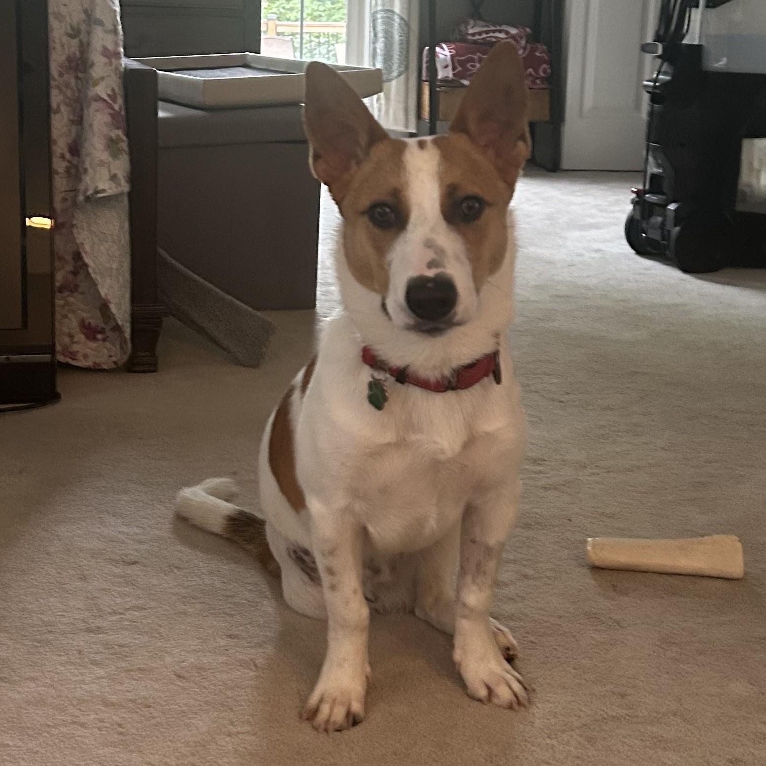 Evan, Adopted, Young Male Jack Russell Terrier.