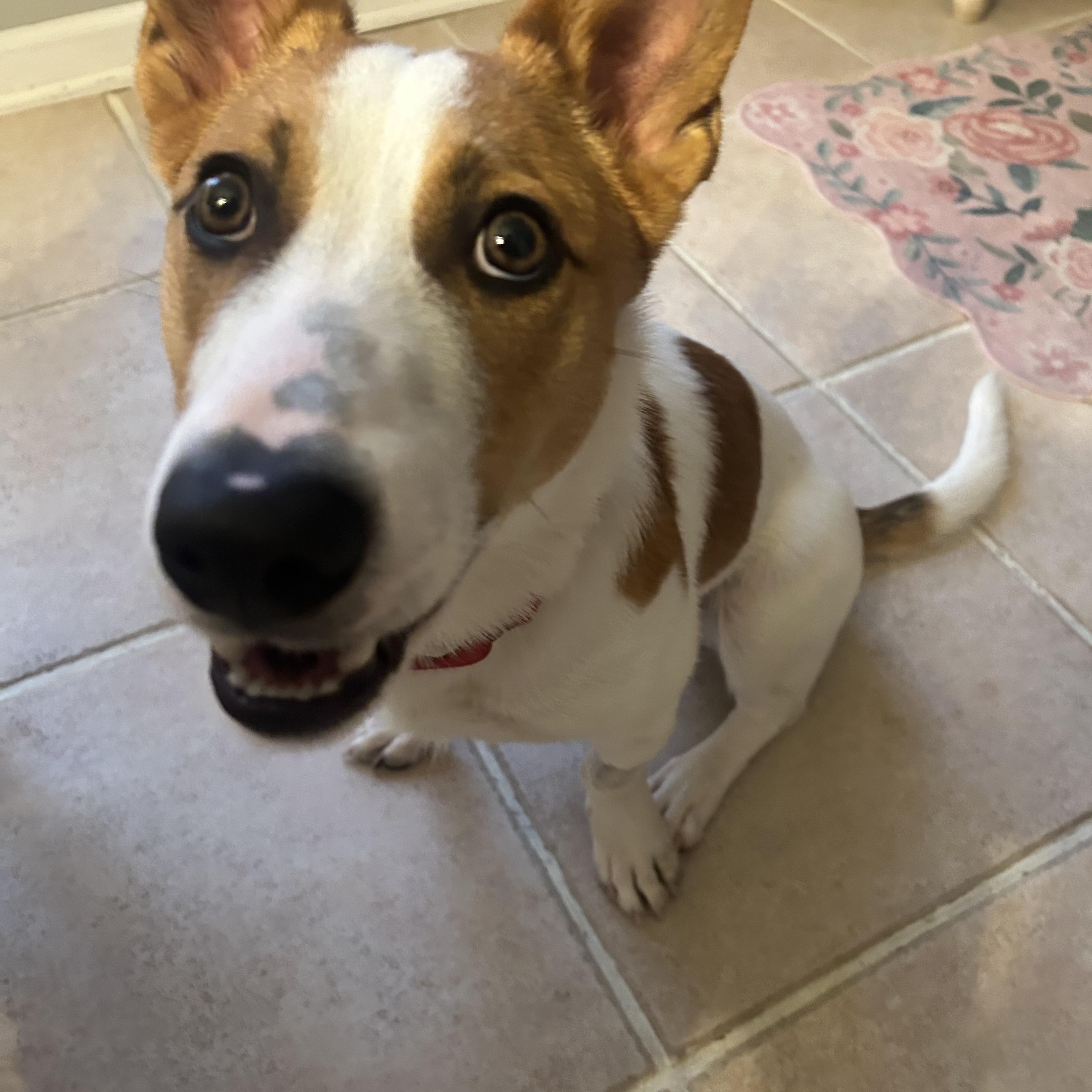 Enlarge Evan, a Adopted mixed breed in Grafton, OH image 2/5