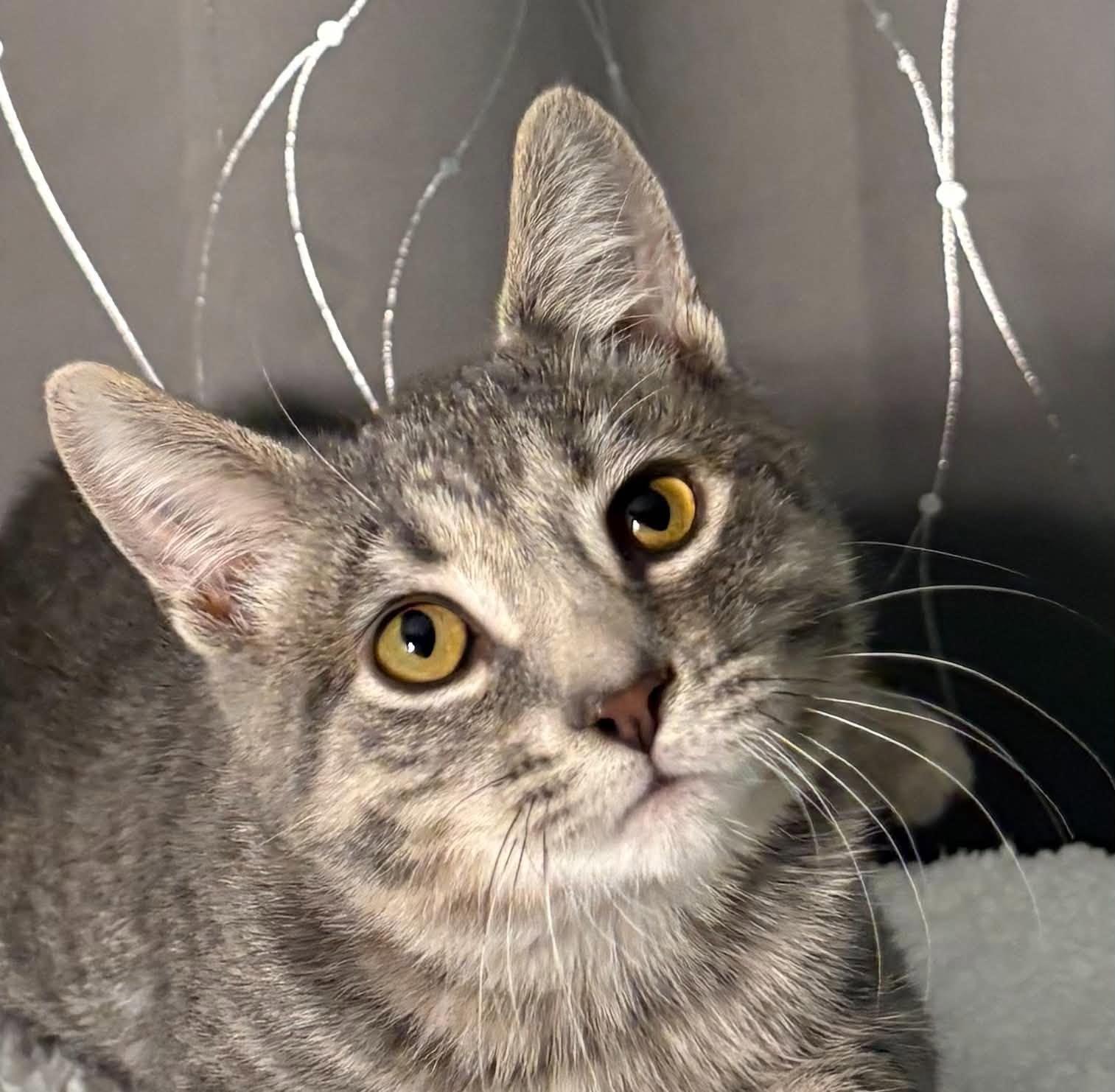 Enlarge HAVEN, a Adopted Domestic Short Hair in Tillsonburg, ON image 5/5