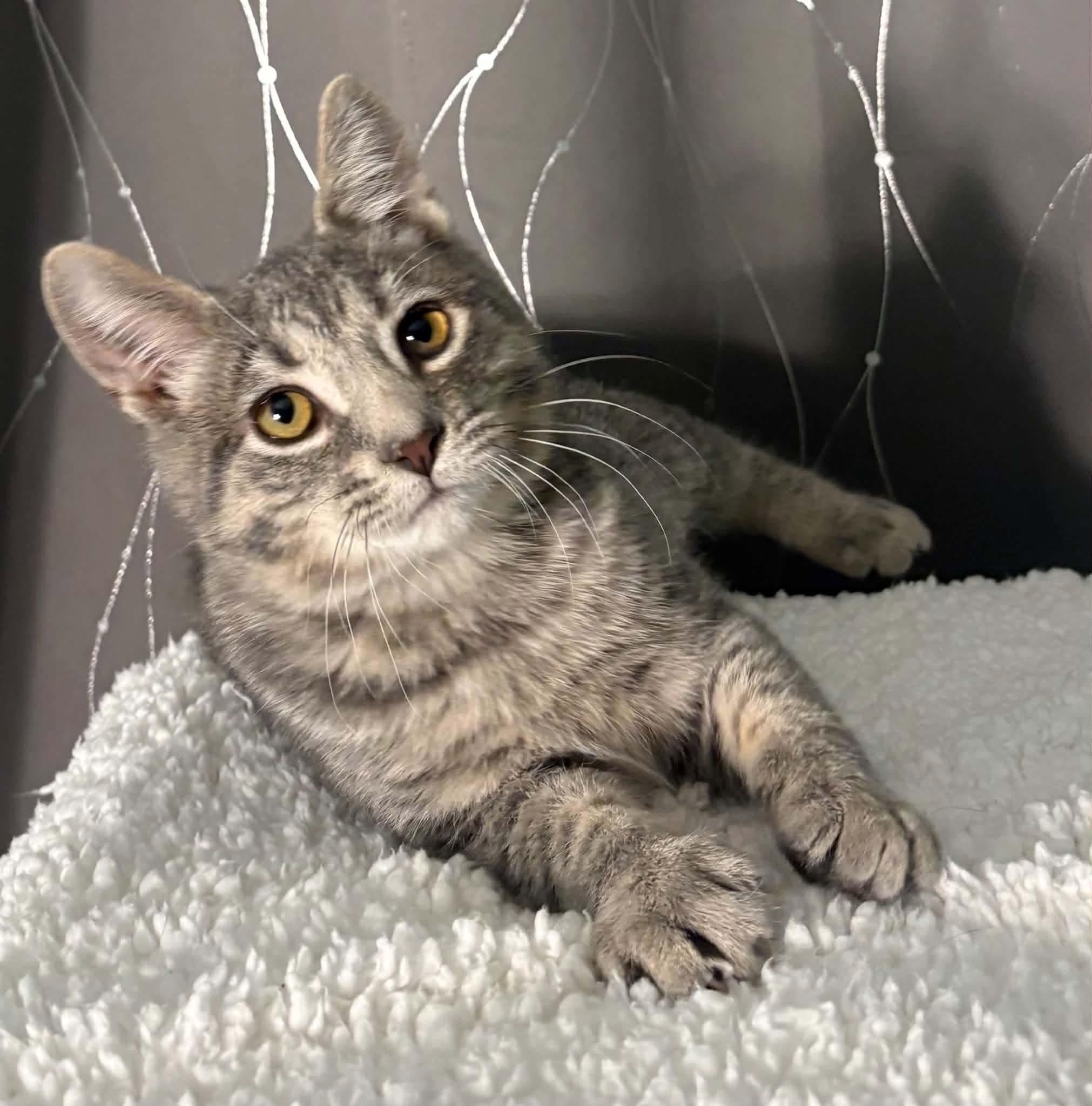 Enlarge HAVEN, a Adopted Domestic Short Hair in Tillsonburg, ON image 4/5